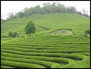 чем полезен  зеленый чай, полезные свойства зеленого чая